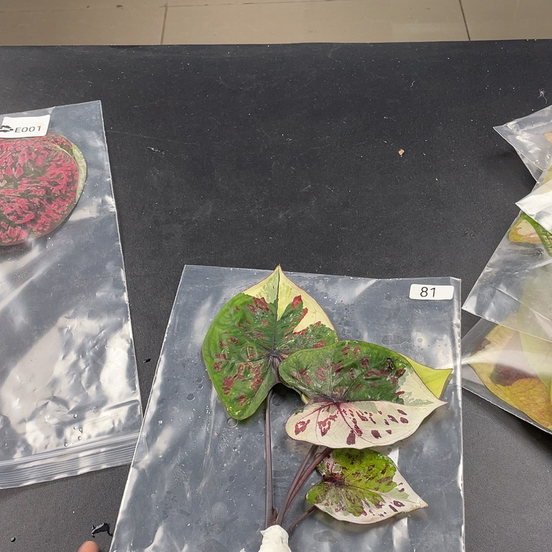 完全开放81白魔袋装