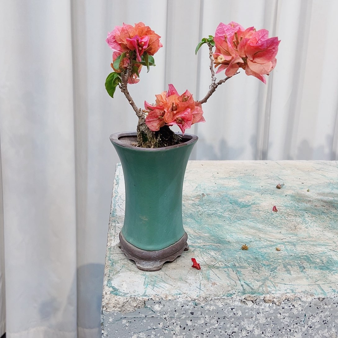 无花朵西*°三角梅三角梅三角梅