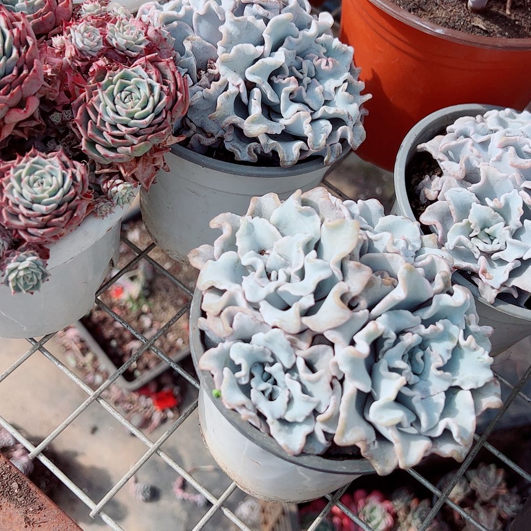 白饺子皮芭蕾舞者多头二盆