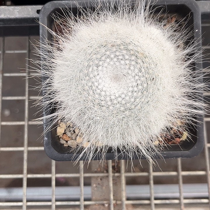 我也不知道我为什么要这样