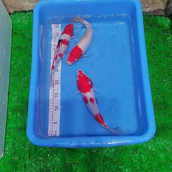 十***爱锦鲤锦鲤！！！！！！！！！！