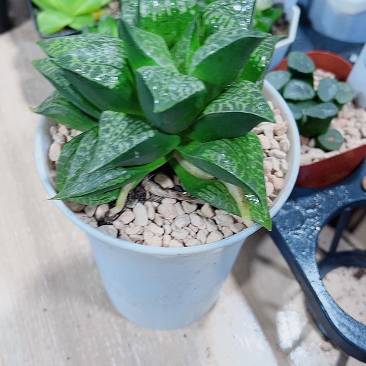 母本大唐草新手好养