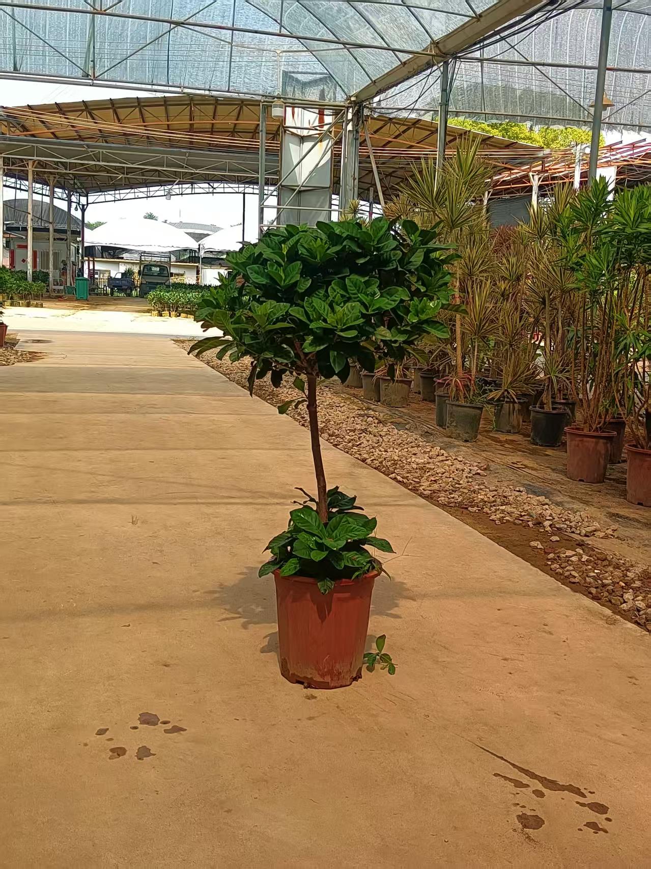 1米高牡丹栀子花清香型