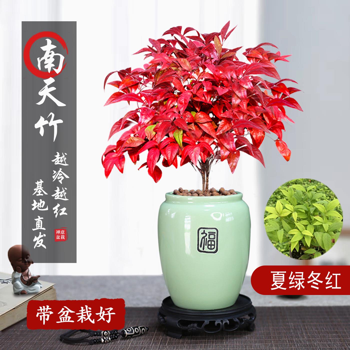 火焰南天竹盆栽冬季耐寒红叶植物室内客厅好养观叶花卉盆景年宵花