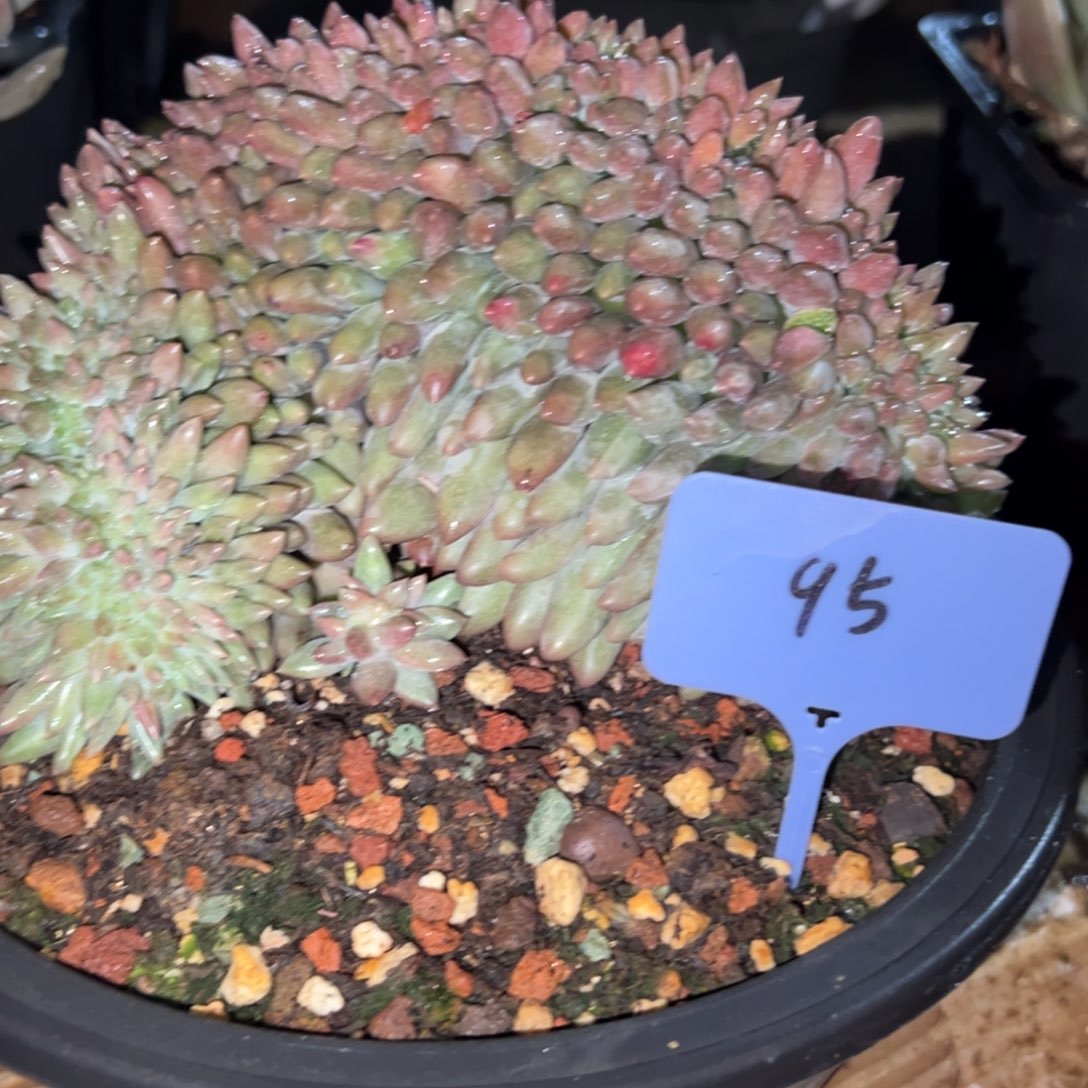 心***情95号车厘子多肉植物30