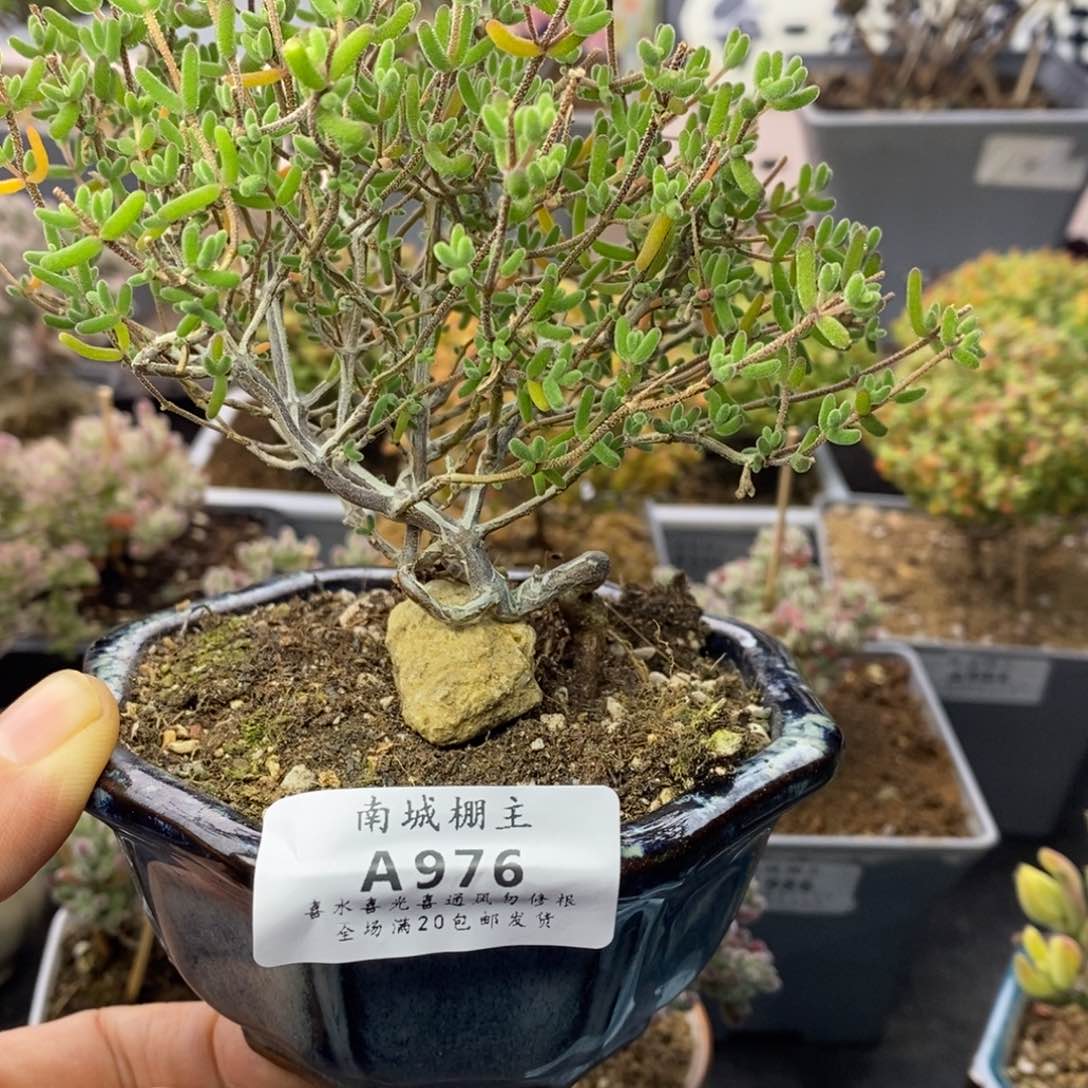 (****976不知名枝干番杏