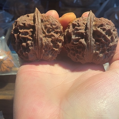 文玩核桃把件凤凰牡丹阴皮48