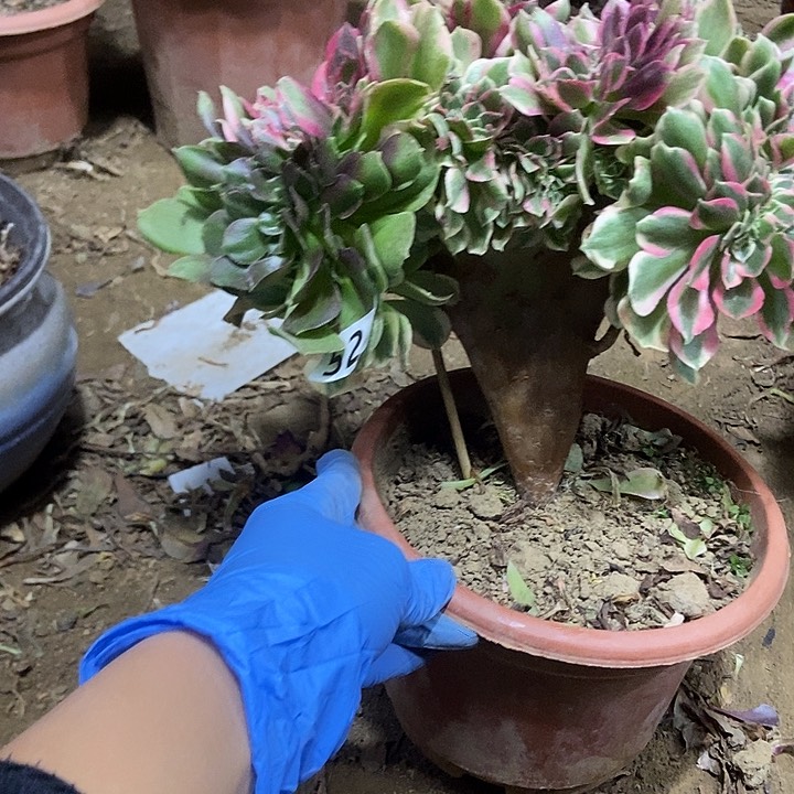 524女妖缀化老板子阴阳缀化