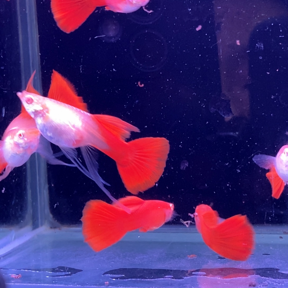 孔雀鱼血红飘带5对