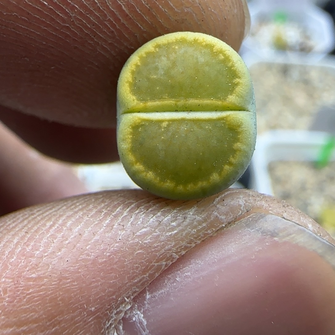 725 生石花大棚直播