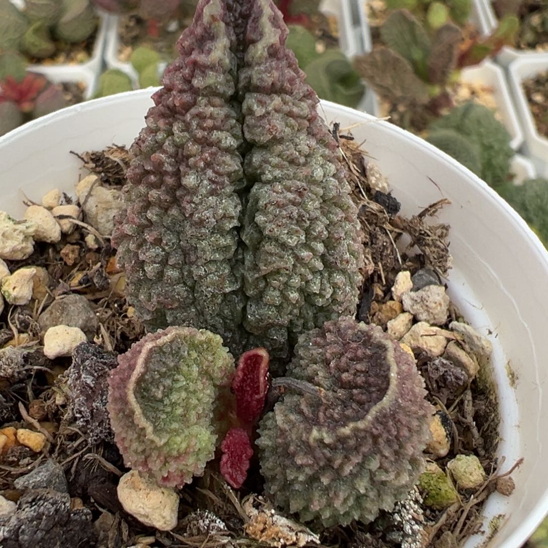 金属感花斑麻赖纹实生新品大苗