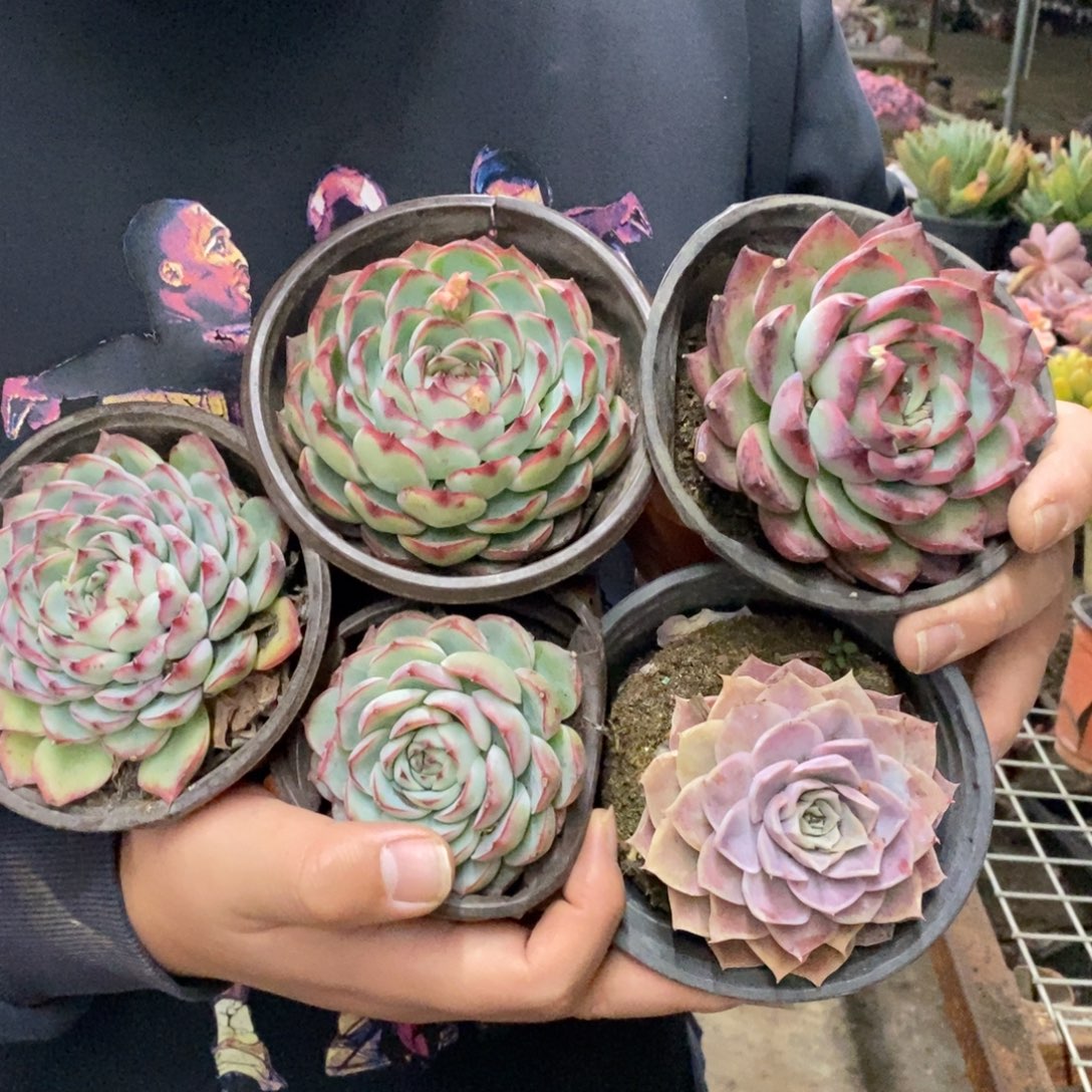 莲花座大单头五盆，不限品种8厘米左右