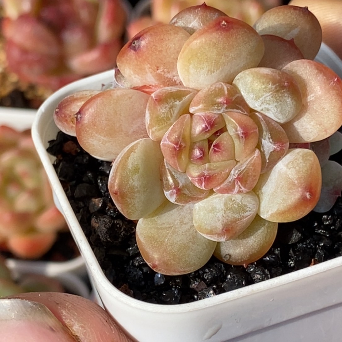 天官赐福百无禁忌