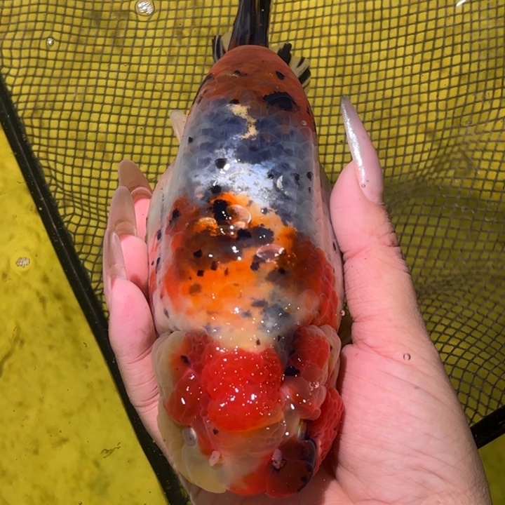 海水鱼金鱼兰寿活体淡水观赏鱼