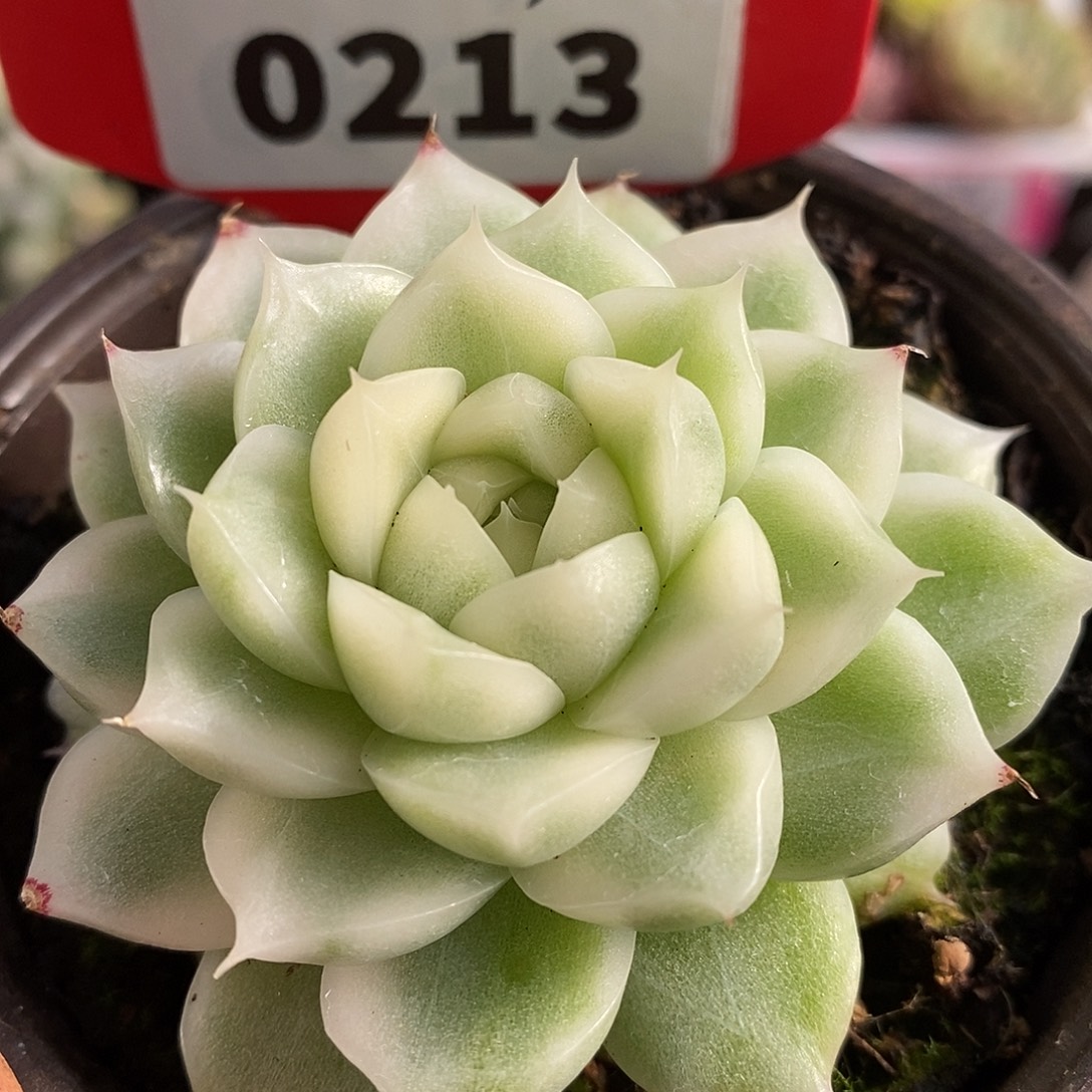 213麦秆哈哈哈哈哈哈