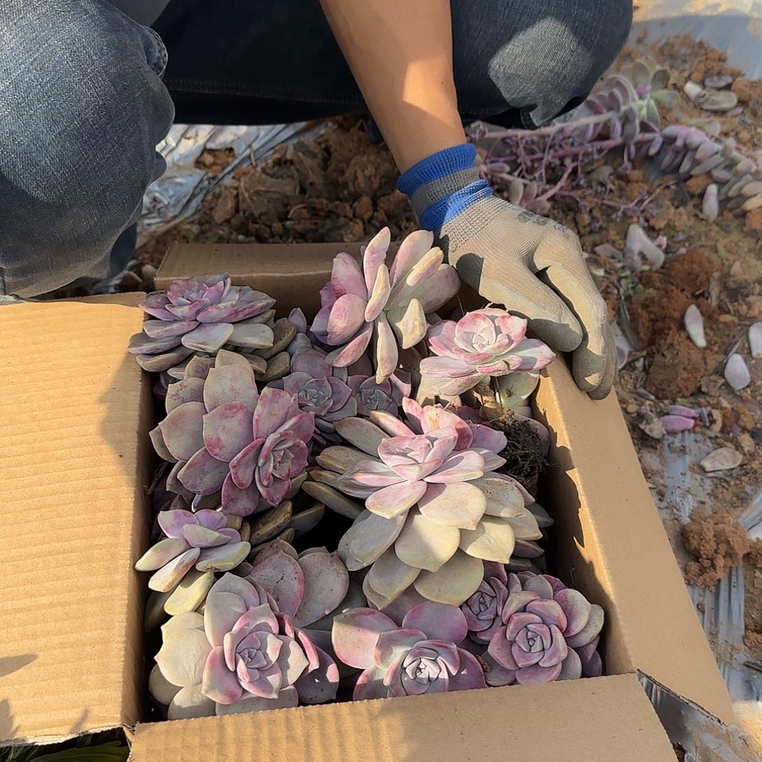 箱拍紫乐多肉轻微断肢不售后看好在拍