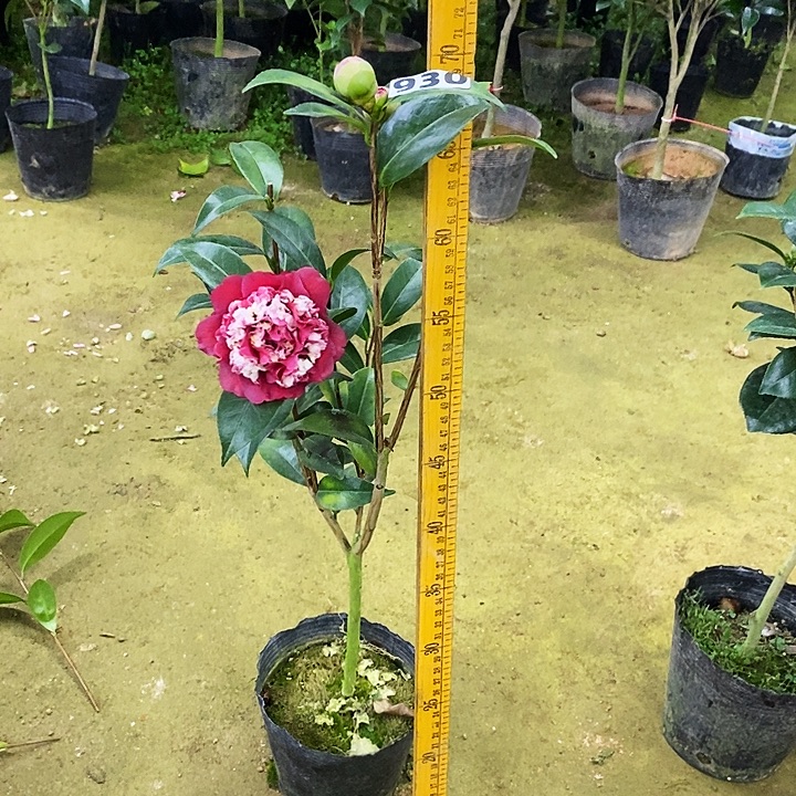 红喜糖。   930。  