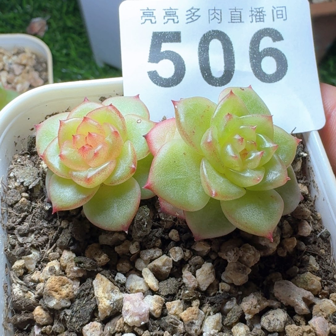 玉芷珍妮            精美多肉植物