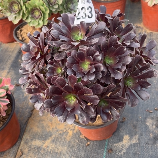 233欧紫不包断枝法师