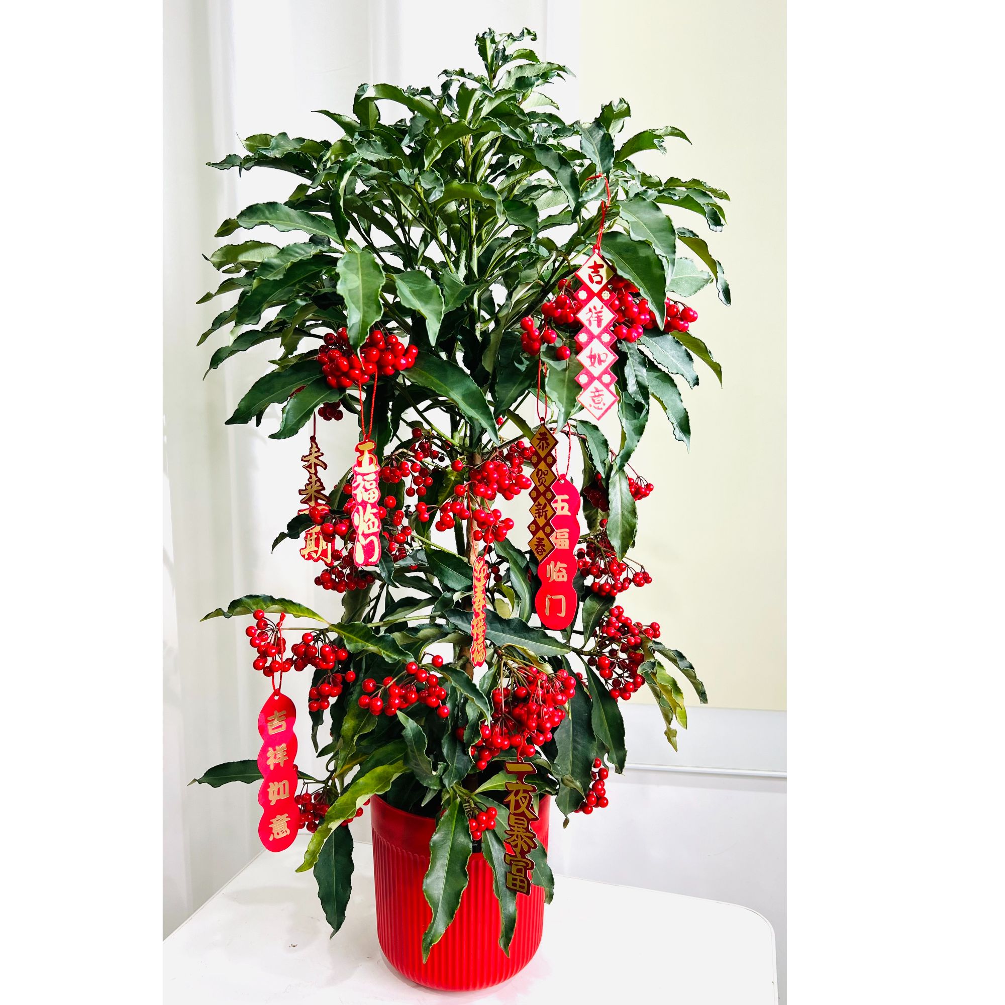 80-90公分富贵籽黄金万两家庭绿植盆栽金玉满堂红果好年宵花喜庆