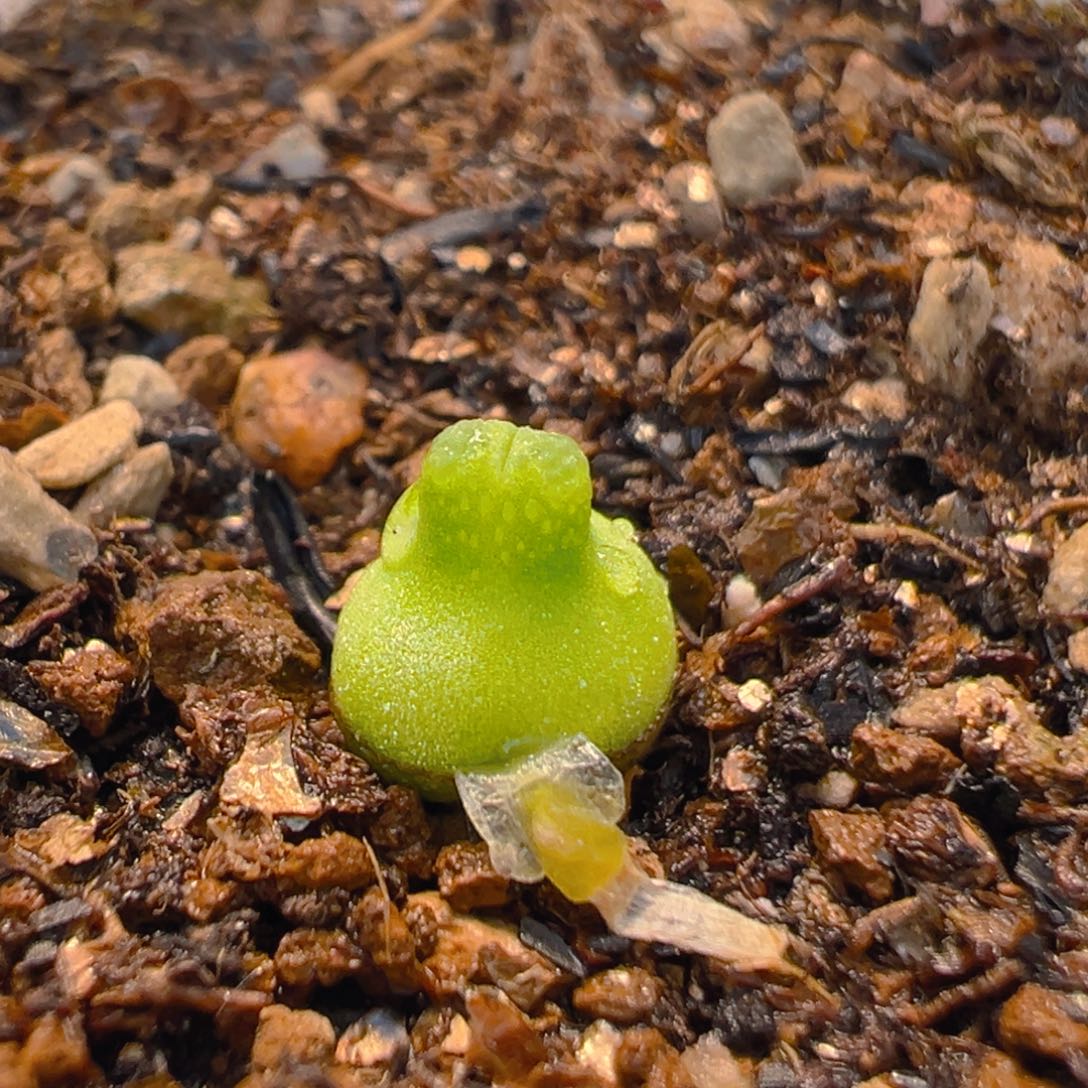 3003多肉植物葫芦