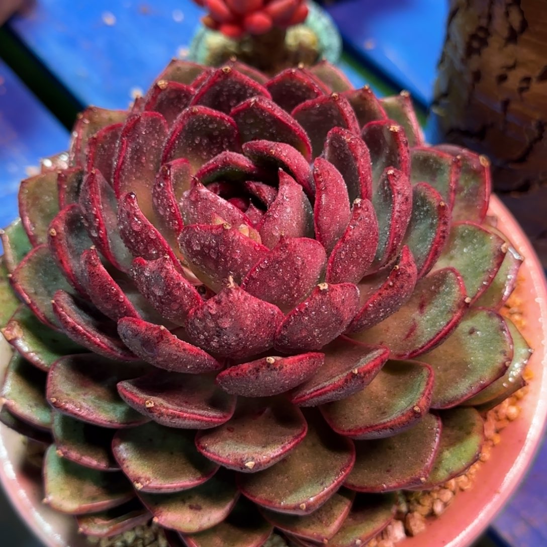 003，哈哈就姐姐姐姐看姐姐