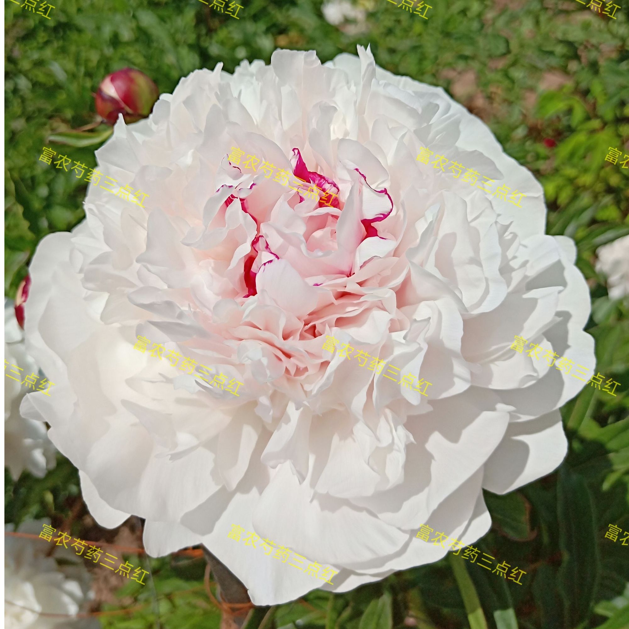 富农芍药甘肃老品种芍药三点红