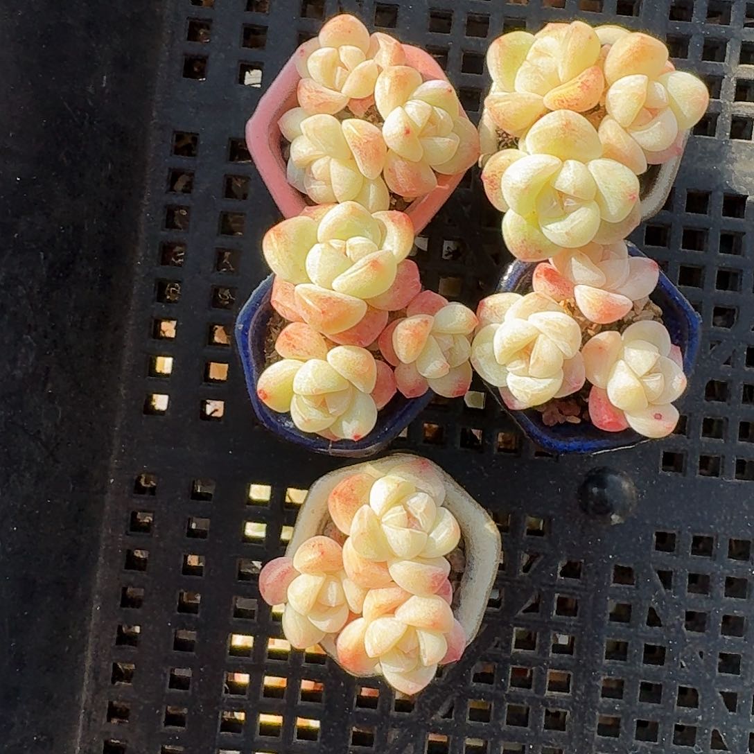 多肉冰玉群生老桩