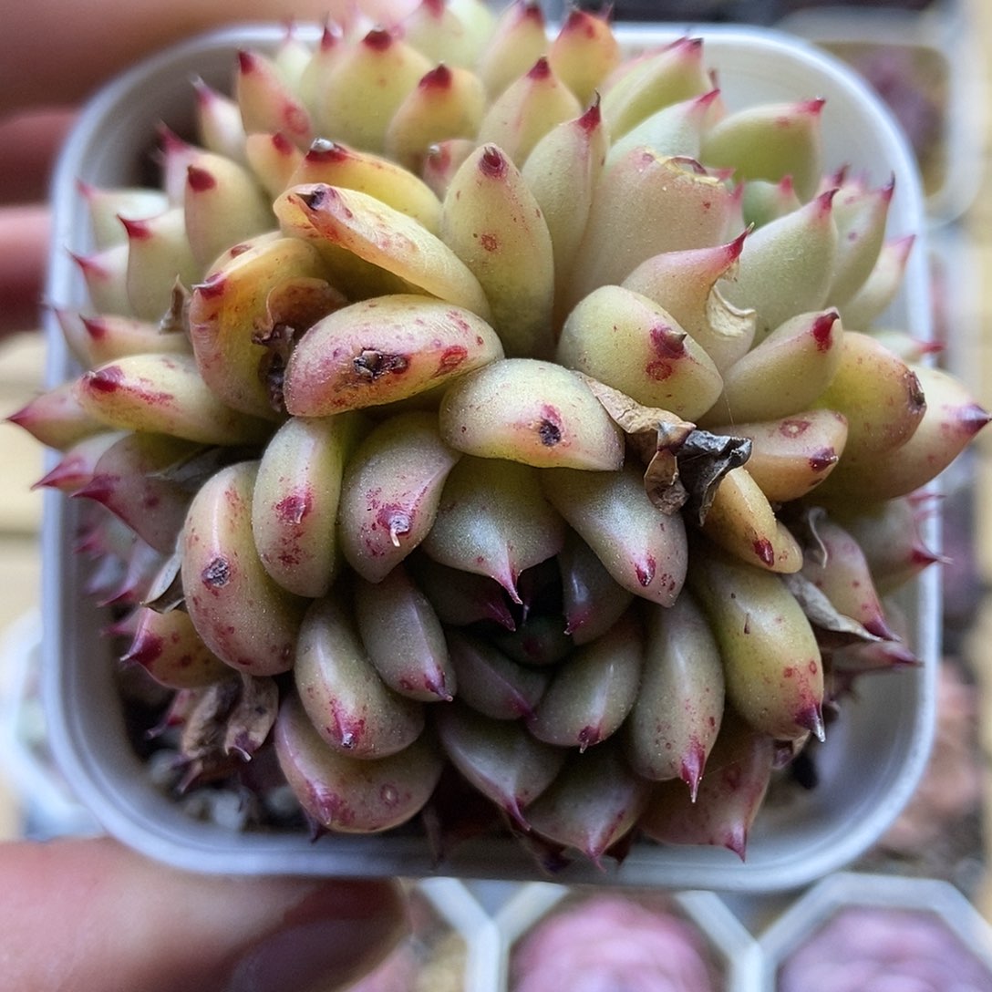 一物一拍一单包邮 370