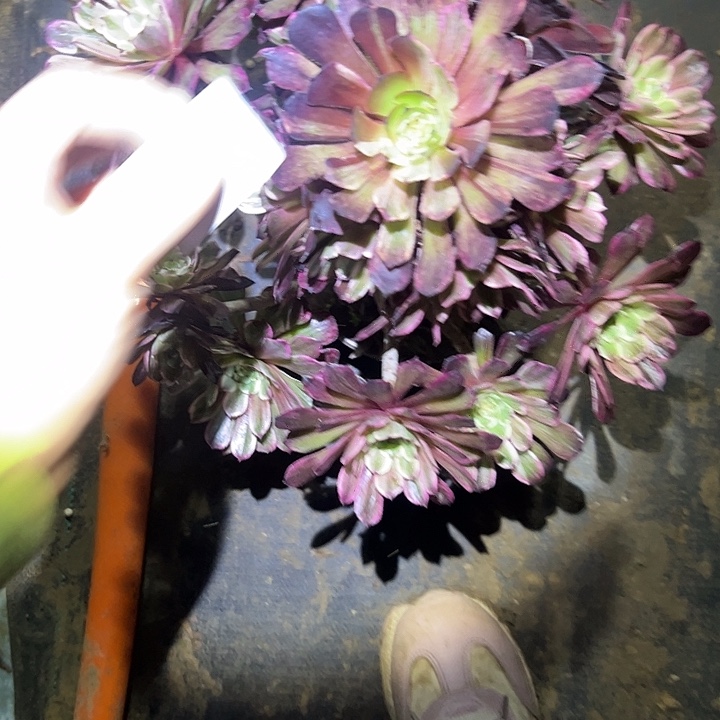 多肉法师植物链接9