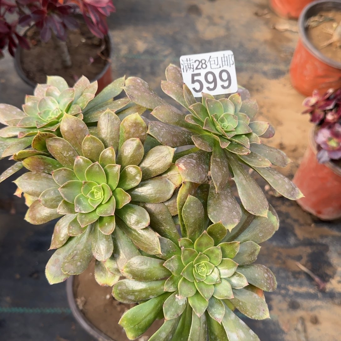 金缕多肉599满28包邮断枝不包