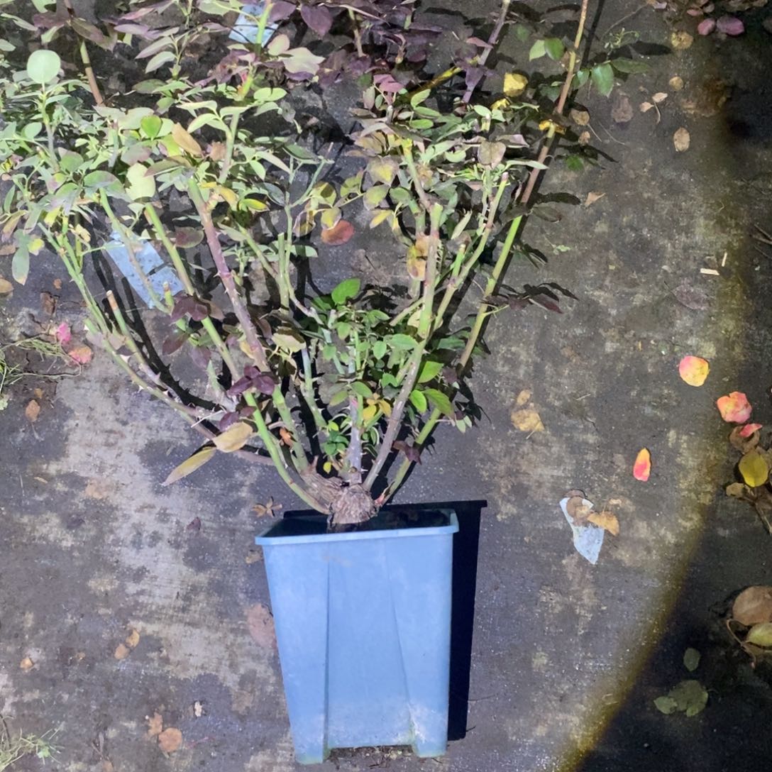 无花朵情书玫瑰土球发货