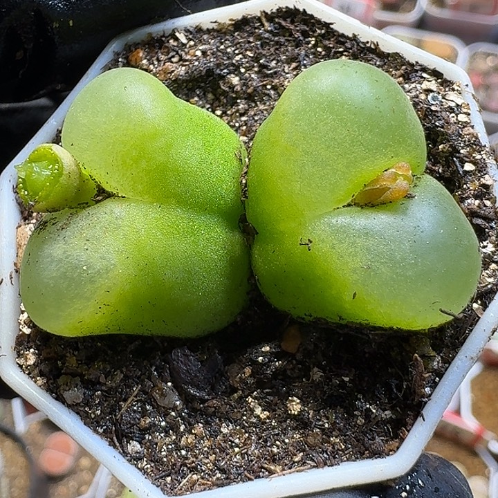 生石花1111122。   170