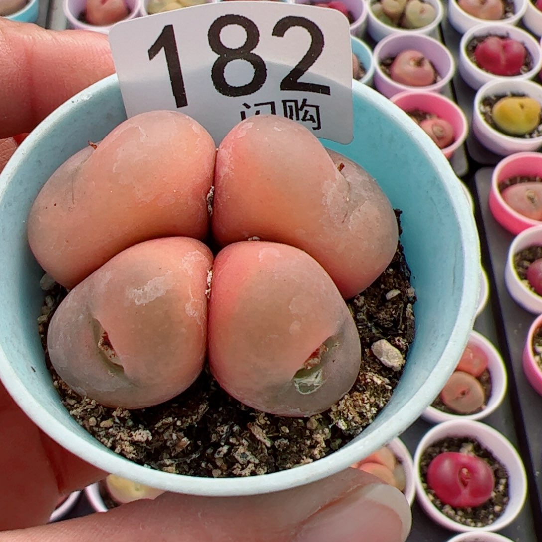 无花朵s**.我很喜欢这个K182