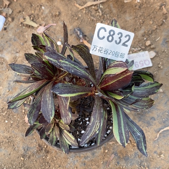 832墨法水墨丹青砍过多肉