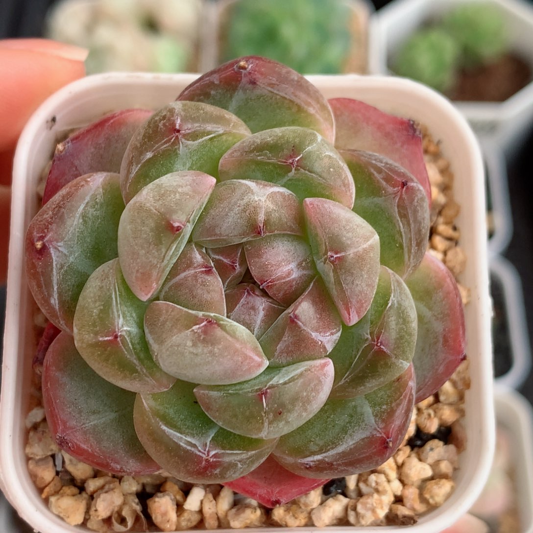 03珍妮58包邮  群生不包整