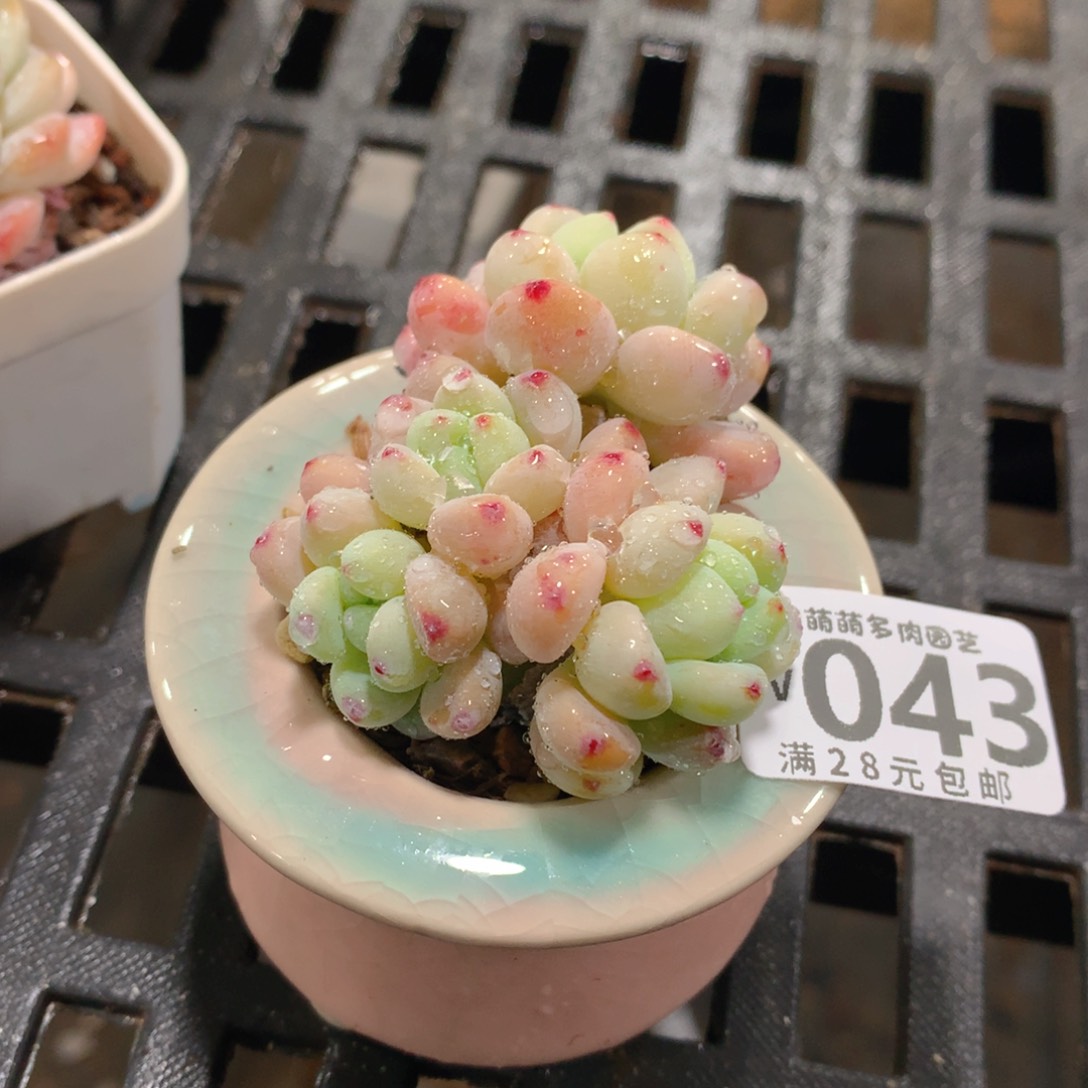 肉萌萌拇指盆精控多肉YV043