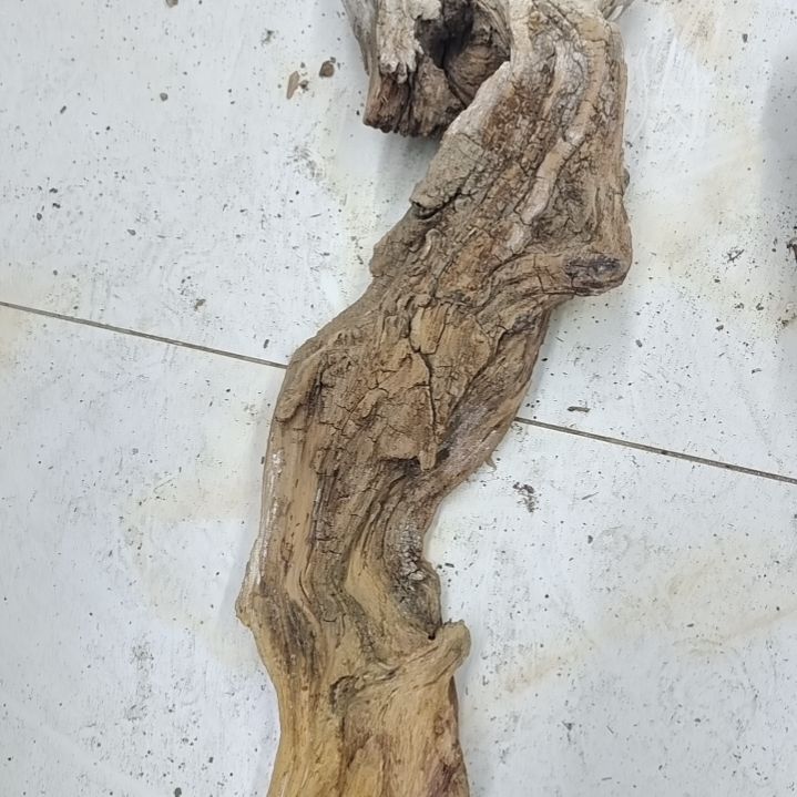风车木（黑檀木）垚*