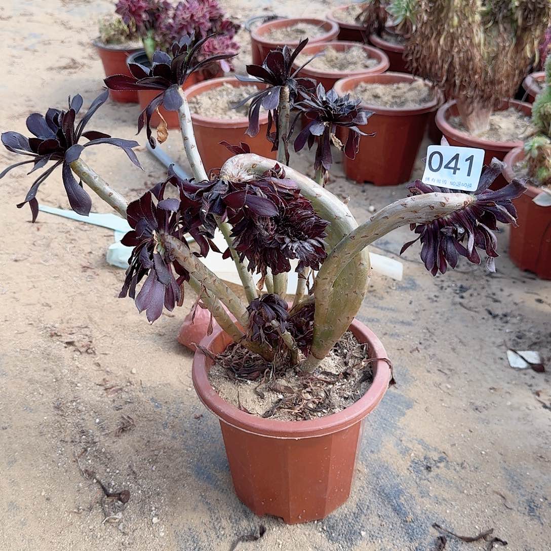 041墨法师一颗呀呀