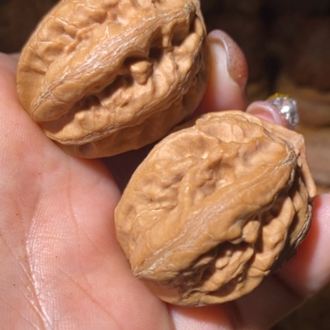 文玩核桃把件东北野生楸子小美25