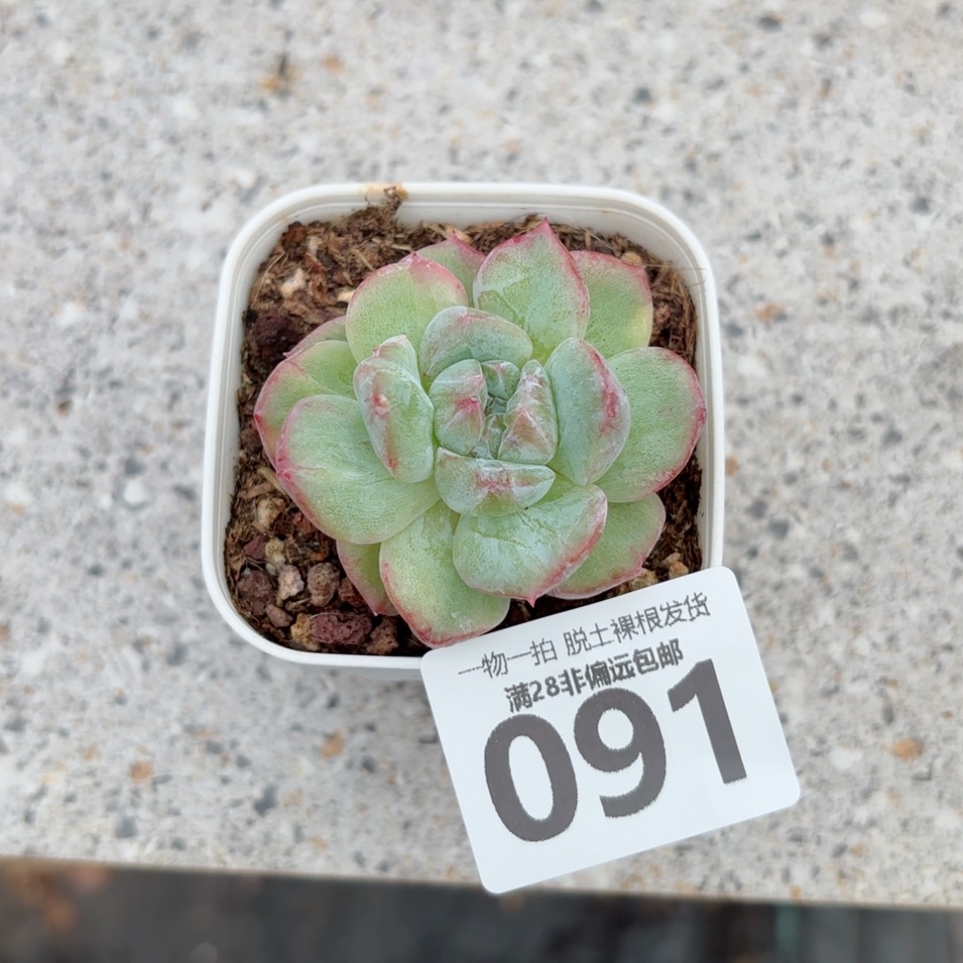石化粉钻单头无盆土发货