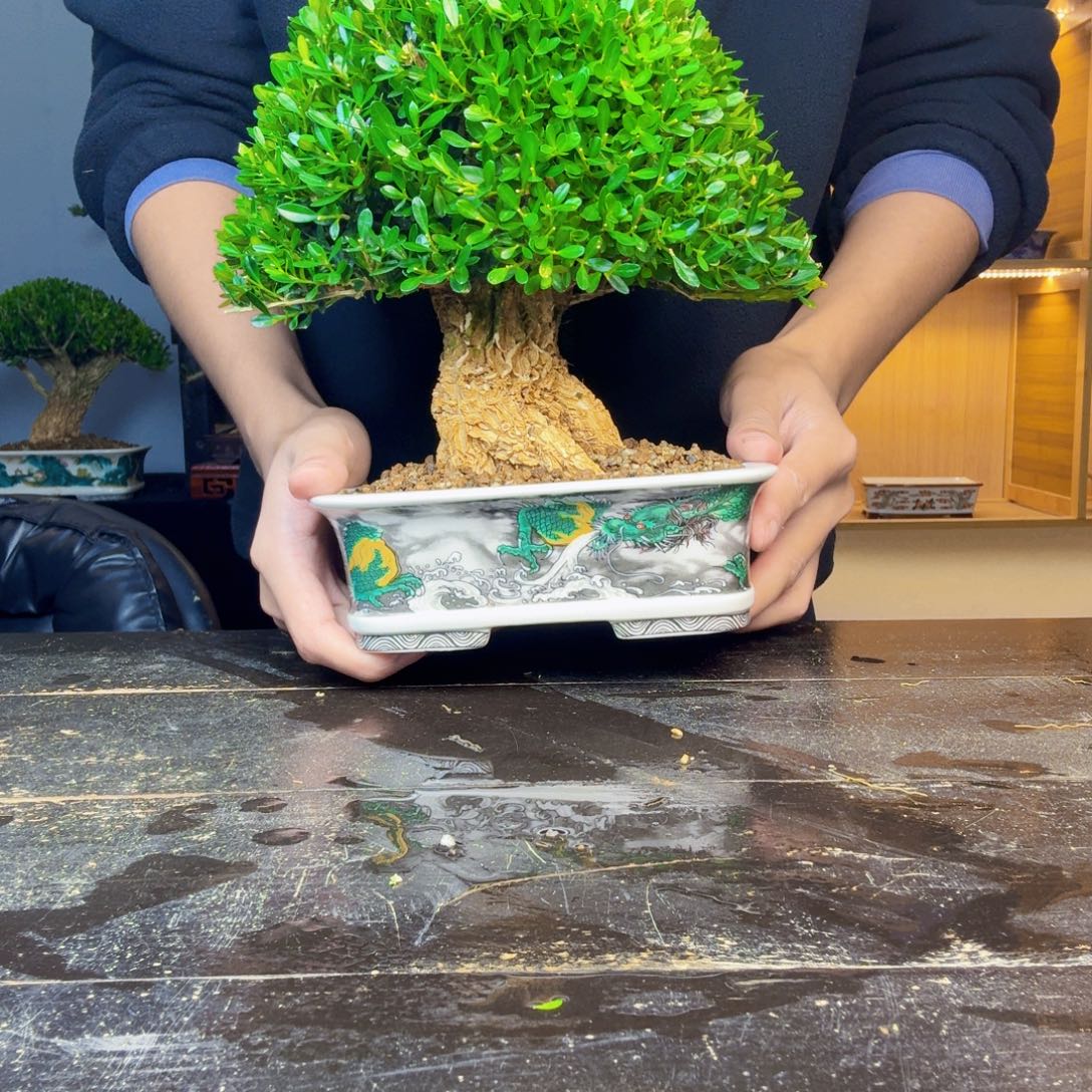 ▝***▝无花朵黄杨盆景一物一拍