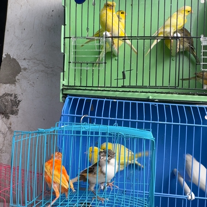 安***销文鸟两只母鸟，京东发