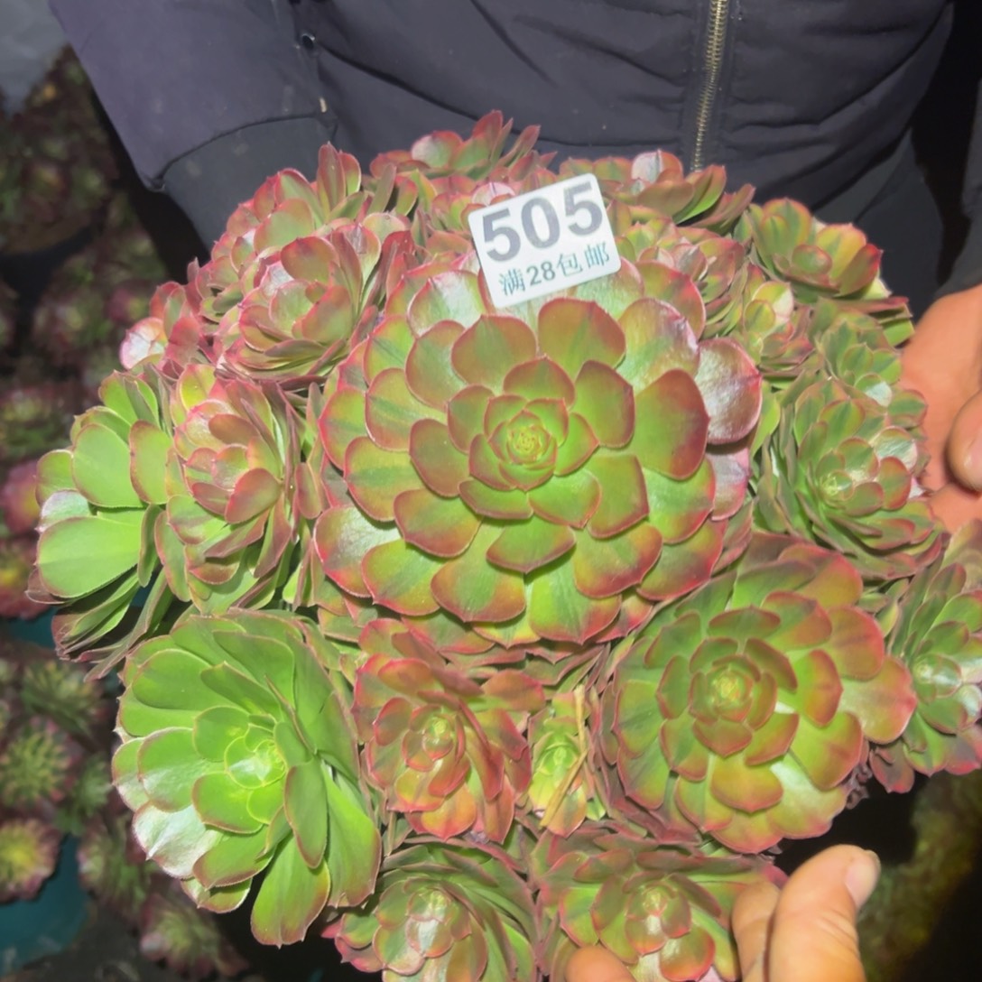 多肉植物505脱土的