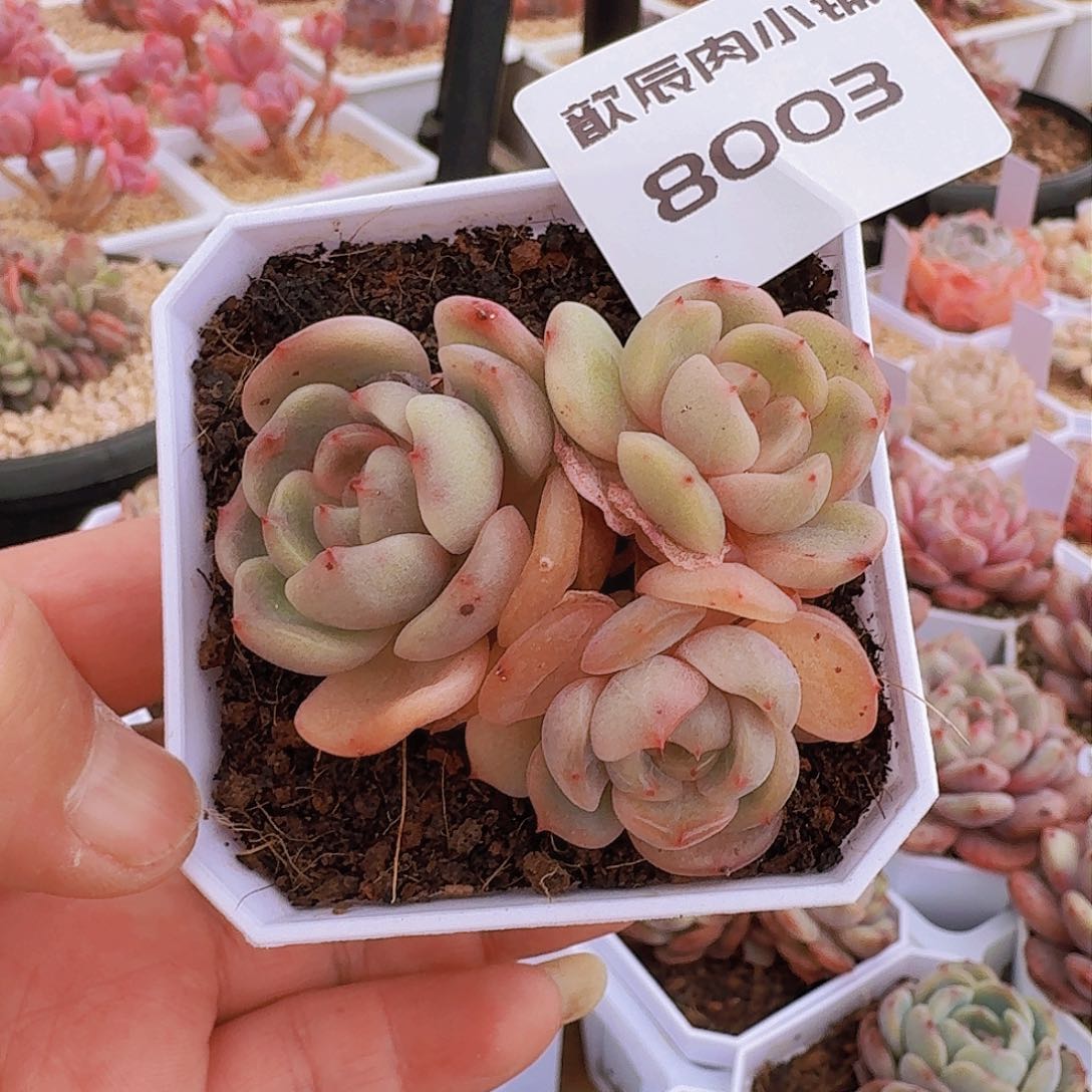 多肉植物红恋8003