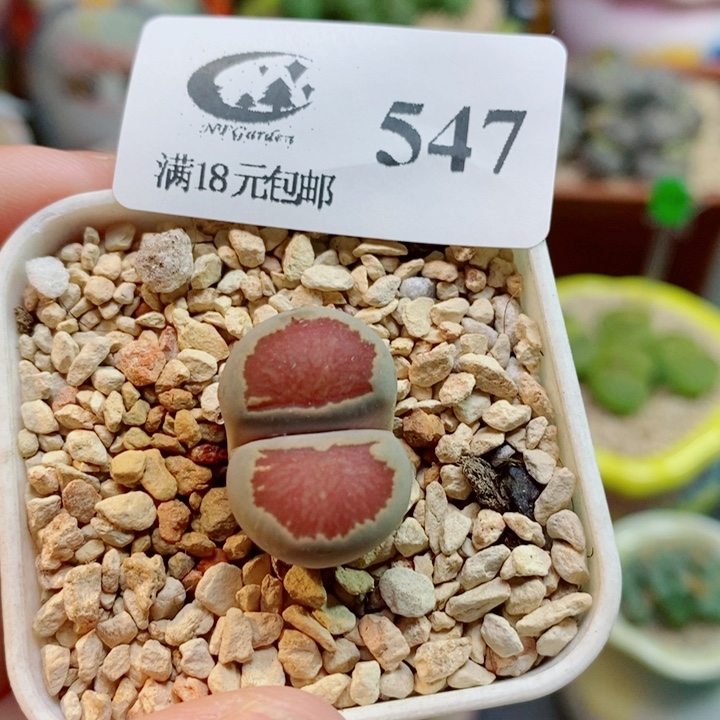 雨***點生石花喜干少浇水547