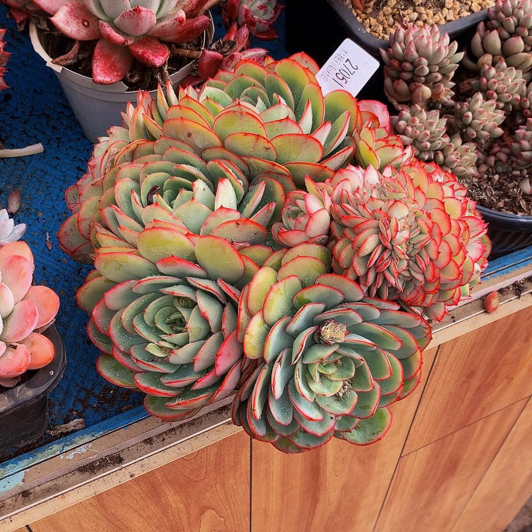 暮***雨   牡丹亭缀多肉27051