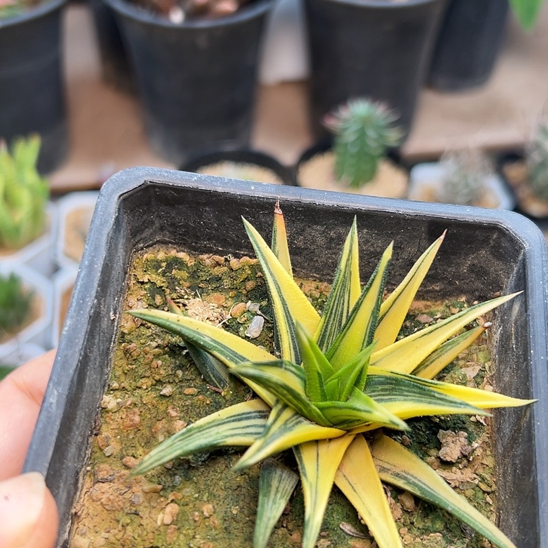 拉丝锦黄锦象牙塔母本8cm