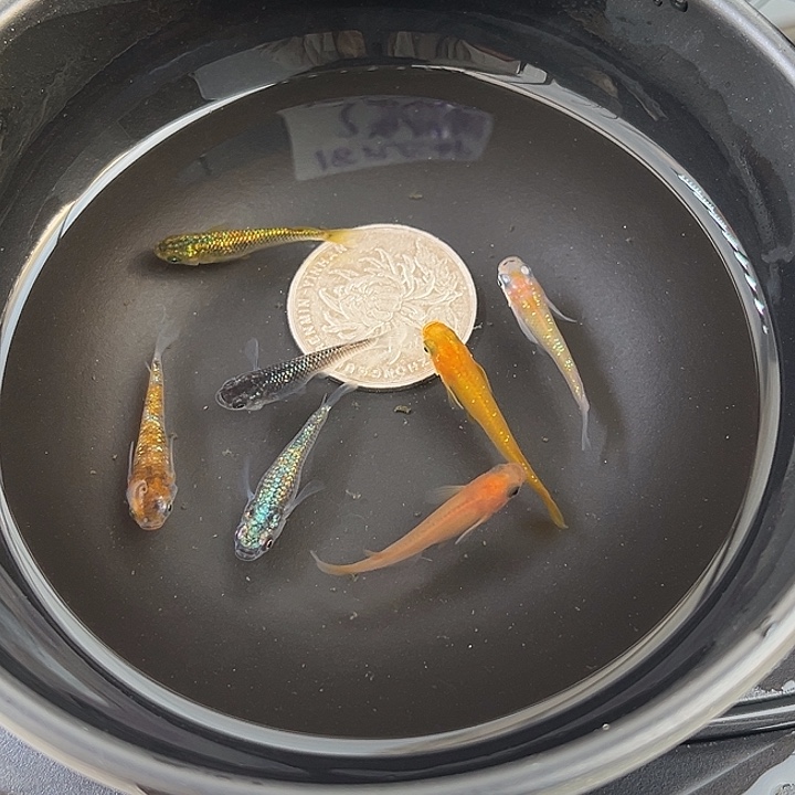 青鳉鱼随机7条22号