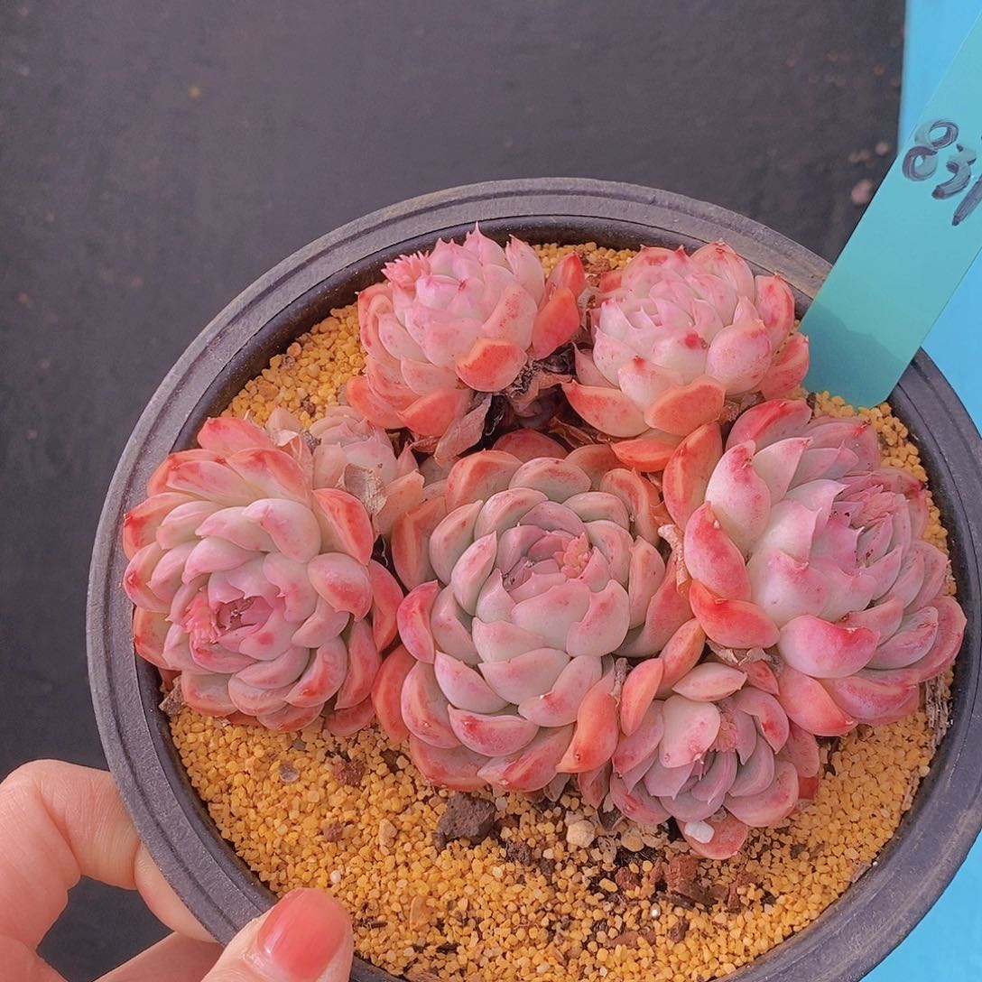 837多肉植物老桩